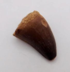DINOSAUR TOOTH ROCK STONE LAPIDARY SPECIMEN
