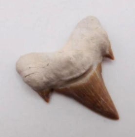 SHARK TOOTH ROCK STONE LAPIDARY SPECIMEN