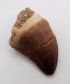 DINOSAUR TOOTH ROCK STONE LAPIDARY SPECIMEN