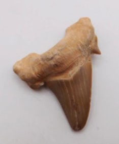 SHARK TOOTH ROCK STONE LAPIDARY SPECIMEN