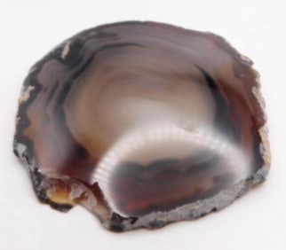 PETRIFIED WOOD SLICE ROCK STONE LAPIDARY SPECIMEN