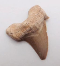 SHARK TOOTH ROCK STONE LAPIDARY SPECIMEN