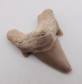 SHARK TOOTH ROCK STONE LAPIDARY SPECIMEN