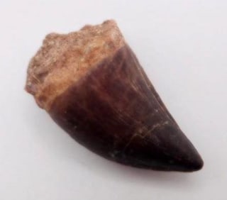 DINOSAUR TOOTH ROCK STONE LAPIDARY SPECIMEN