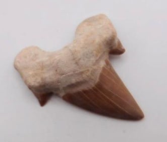 SHARK TOOTH ROCK STONE LAPIDARY SPECIMEN