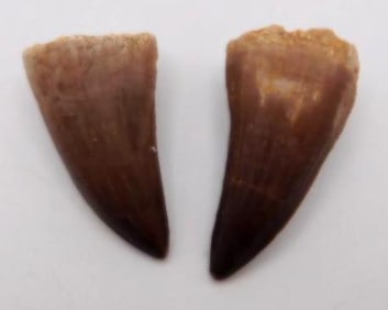 DINOSAUR TOOTH ROCK STONE LAPIDARY SPECIMEN