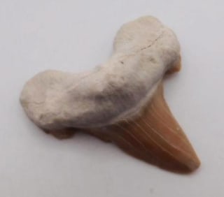 SHARK TOOTH ROCK STONE LAPIDARY SPECIMEN