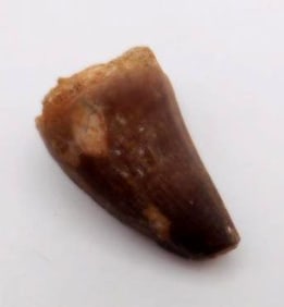 DINOSAUR TOOTH ROCK STONE LAPIDARY SPECIMEN