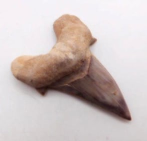 SHARK TOOTH ROCK STONE LAPIDARY SPECIMEN