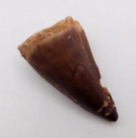 DINOSAUR TOOTH ROCK STONE LAPDIARY SPECIMEN
