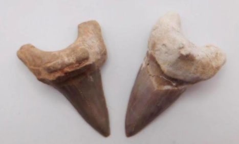 SHARK TEETH ROCK STONE LAPIDARY SPECIMEN