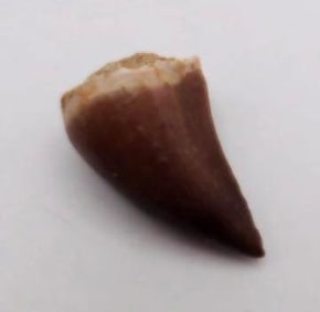 DINOSAUR TOOTH ROCK STONE LAPIDARY SPECIMEN