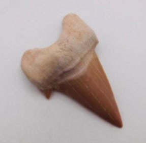 SHARK TOOTH ROCK STONE LAPIDARY SPECIMEN