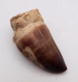 DINOSAUR TOOTH ROCK STONE LAPIDARY SPECIMEN