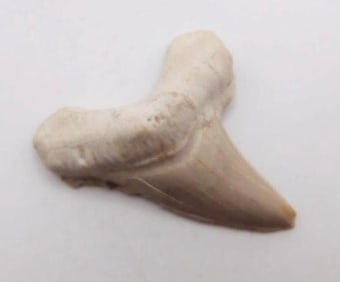 SHARK TOOTH ROCK STONE LAPIDARY SPECIMEN