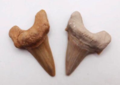 SHARK TEETH ROCK STONE LAPIDARY SPECIMEN