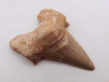 SHARK TOOTH ROCK STONE LAPIDARY SPECIMEN