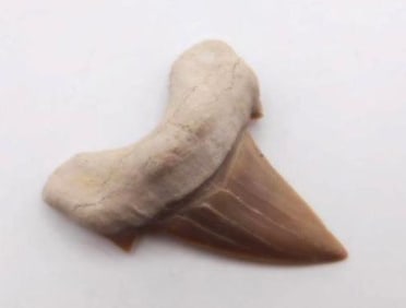 SHARK TOOTH ROCK STONE LAPIDARY SPECIMEN