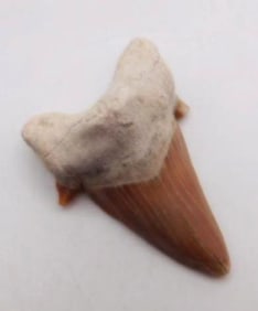 SHARK TOOTH ROCK STONE LAPIDARY SPECIMEN