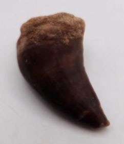 DINOSAUR TOOTH ROCK STONE LAPIDARY SPECIMEN