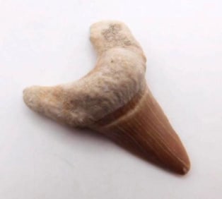 SHARK TOOTH ROCK STONE LAPIDARY SPECIMEN