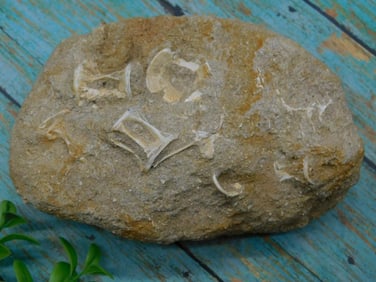 FOSSILS IN MATRIX ROCK STONE LAPIDARY SPECIMEN
