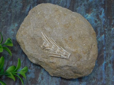 FOSSILS IN MATRIX ROCK STONE LAPIDARY SPECIMEN