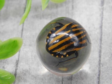 Encased Beetle Sphere Decorative Object