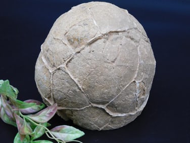 SEPTARIAN ROCK STONE LAPIDARY SPECIMEN