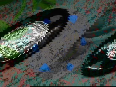 1935 Buffalo Nickel Set in Oval Decorative Piece