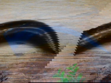 Polished Black Animal Horn Decor