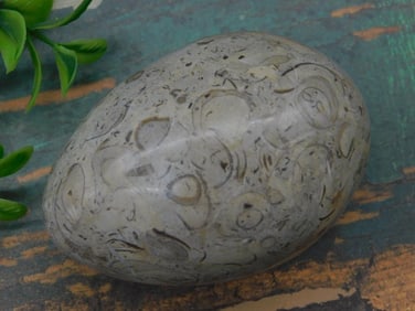 Polished Fossilized Orthoceras Egg-Shaped Specimen