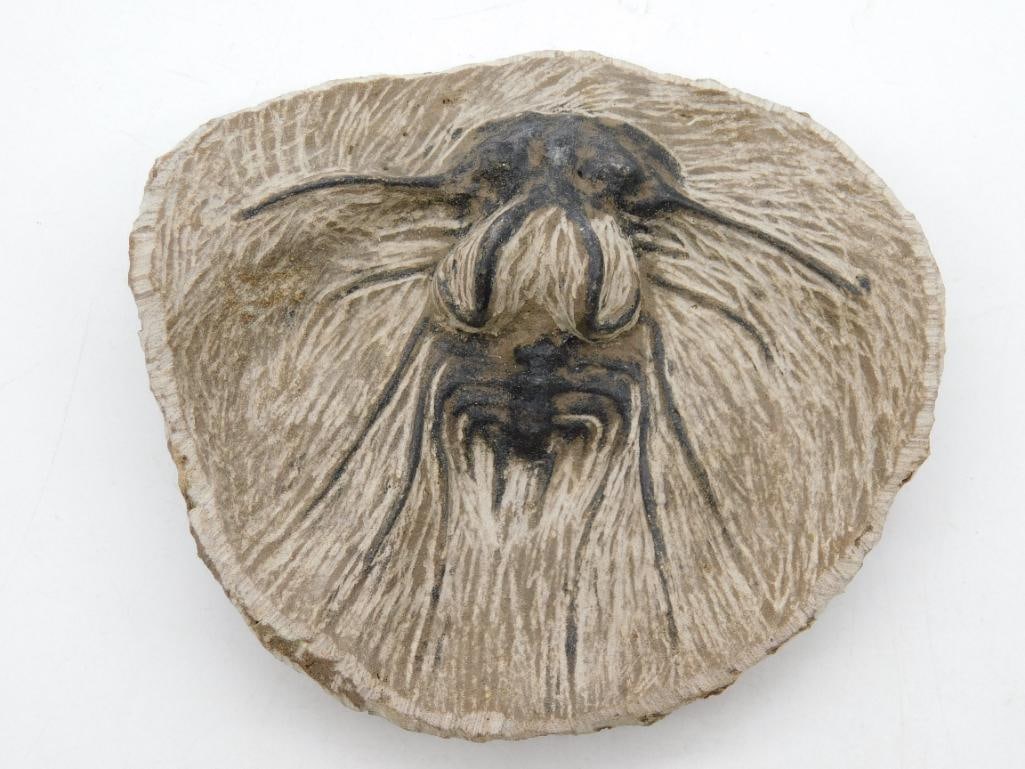 DICRANUS HAMATAS ELEGANTUS TRILOBITE FOSSIL ROCK STONE LAPIDARY SPECIMEN: DICRANUS HAMATAS ELEGANTUS TRILOBITE FOSSIL ROCK STONE LAPIDARY SPECIMEN