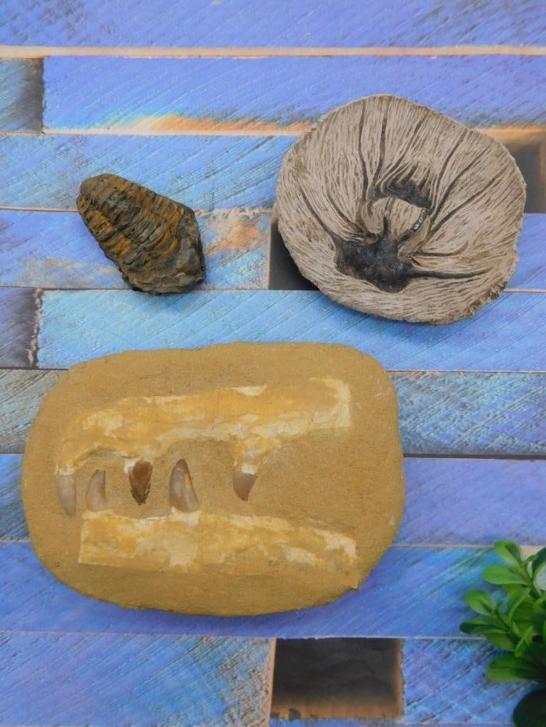 MIXED FOSSIL LOT ROCK STONE LAPIDARY SPECIMEN: MIXED FOSSIL LOT ROCK STONE LAPIDARY SPECIMEN