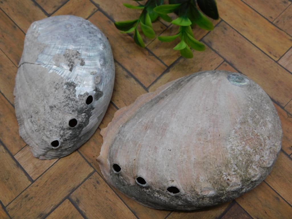 ABALONE SHELL: ABALONE SHELL