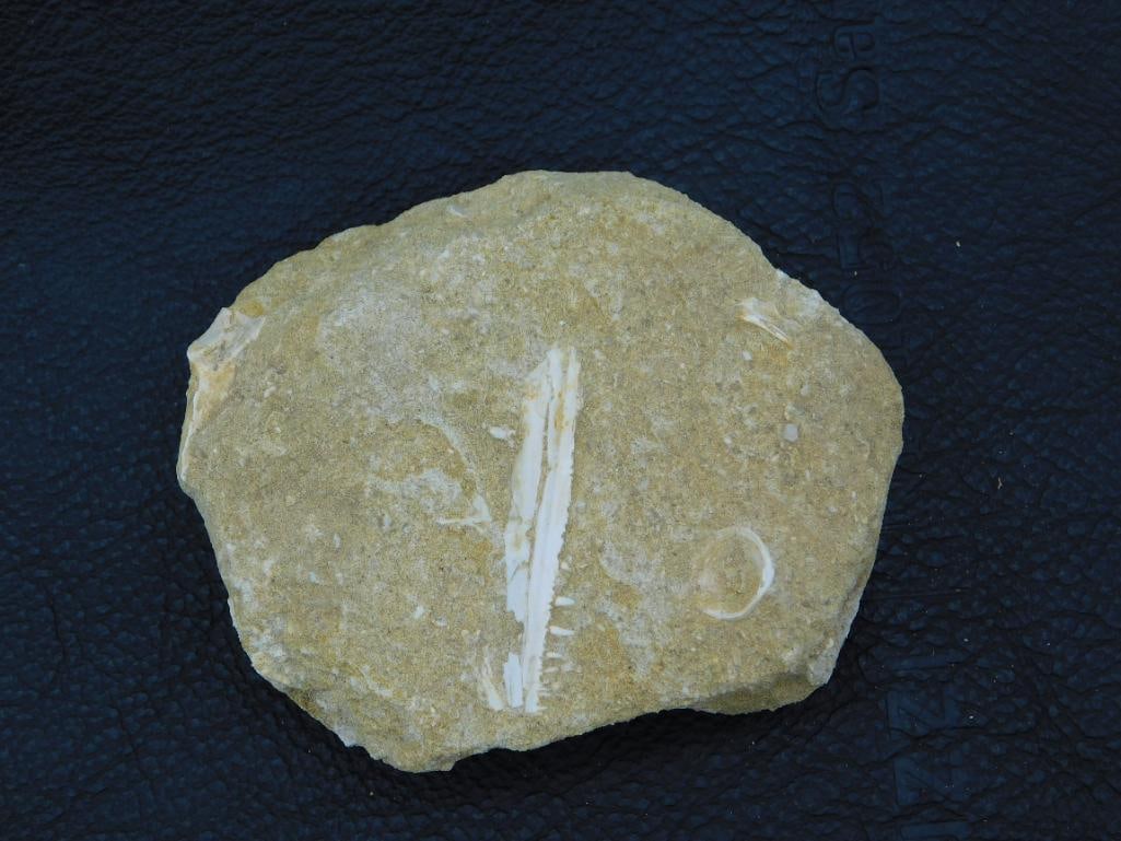DINOSAUR BONE IN MATRIX: DINOSAUR BONE IN MATRIX
