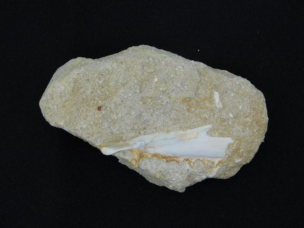 DINOSAUR BONE IN MATRIX: DINOSAUR BONE IN MATRIX