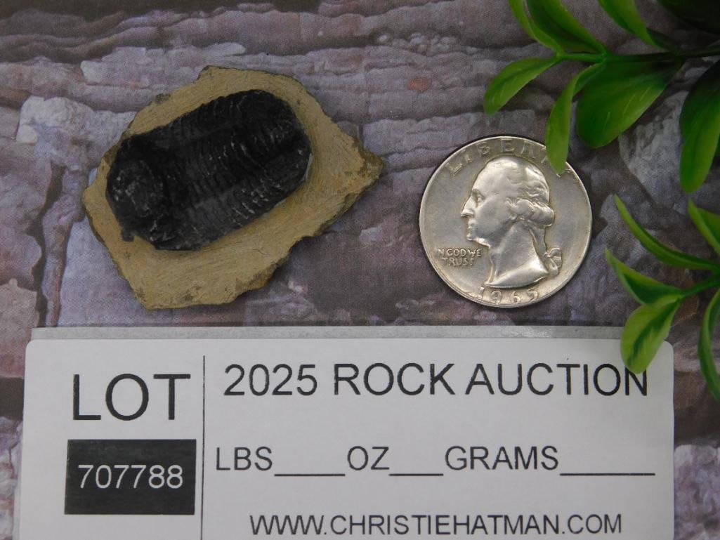 Fossilized Trilobite Mounted on Matrix - 2