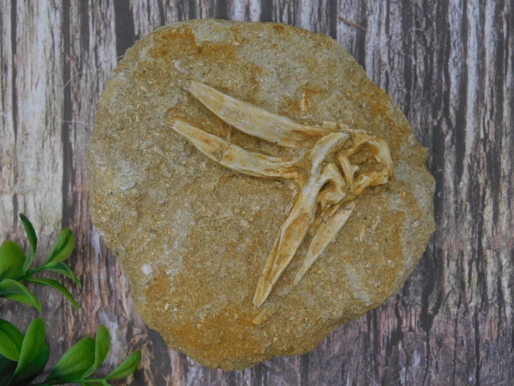 Fossilized Fish Jaw Embedded in Sedimentary Rock: A fossilized fish jaw preserved within a solid sedimentary rock matrix. This fossil showcases intricate natural details of the jaw bones and teeth, providing both scientific and collectible value. The