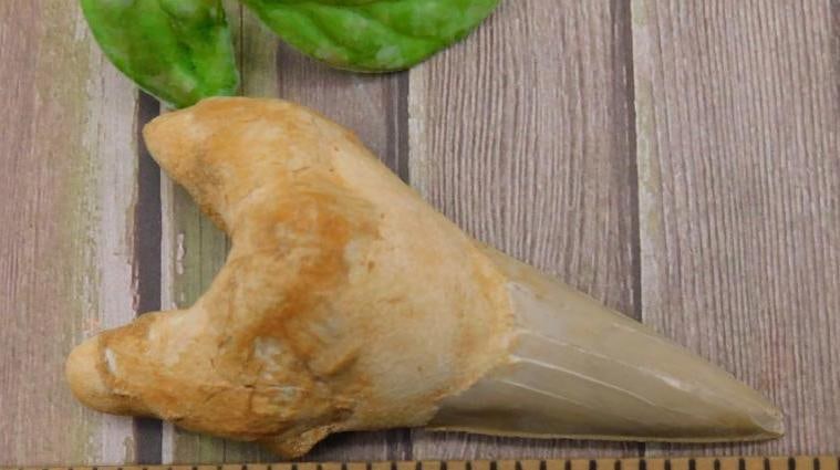 Fossil Shark Tooth with Ruler for Scale: This lot features a fossilized shark tooth accompanied by a ruler for scale. The tooth showcases a fossilized root and a tapered, glossy enamel crown. It weighs approximately 59 grams, as noted in the
