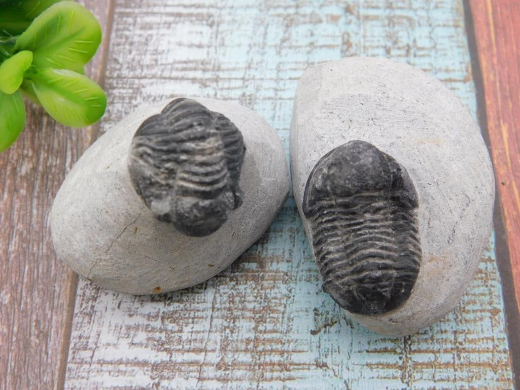 TRILOBITE FOSSIL ROCK STONE LAPIDARY SPECIMEN: TRILOBITE FOSSIL ROCK STONE LAPIDARY SPECIMEN