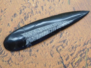 ORTHOCERAS ROCK STONE LAPIDARY SPECIMEN