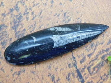 ORTHOCERAS ROCK STONE LAPIDARY SPECIMEN