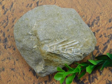 DINOSAUR BONE IN MATRIX ROCK STONE LAPIDARY SPECIMEN