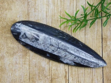 ORTHOCERAS ROCK STONE LAPIDARY SPECIMEN