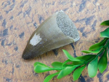 DINOSAUR TOOTH ROCK STONE LAPIDARY SPECIMEN