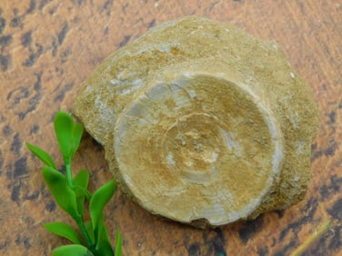 DINOSAUR BONE IN MATRIX ROCK STONE LAPIDARY SPECIMEN