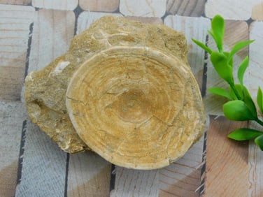 DINOSAUR BONE IN MATRIX ROCK STONE LAPIDARY SPECIMEN