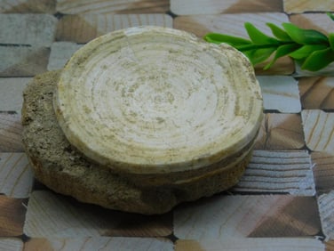 SHARK VERTEBRAE FOSSIL IN MATRIX ROCK STONE LAPIDARY SPECIMEN