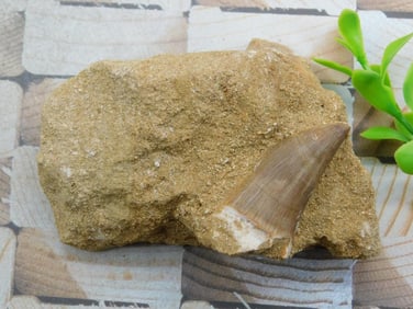 DINOSAUR TOOTH IN MATRIX ROCK STONE LAPIDARY SPECIMEN